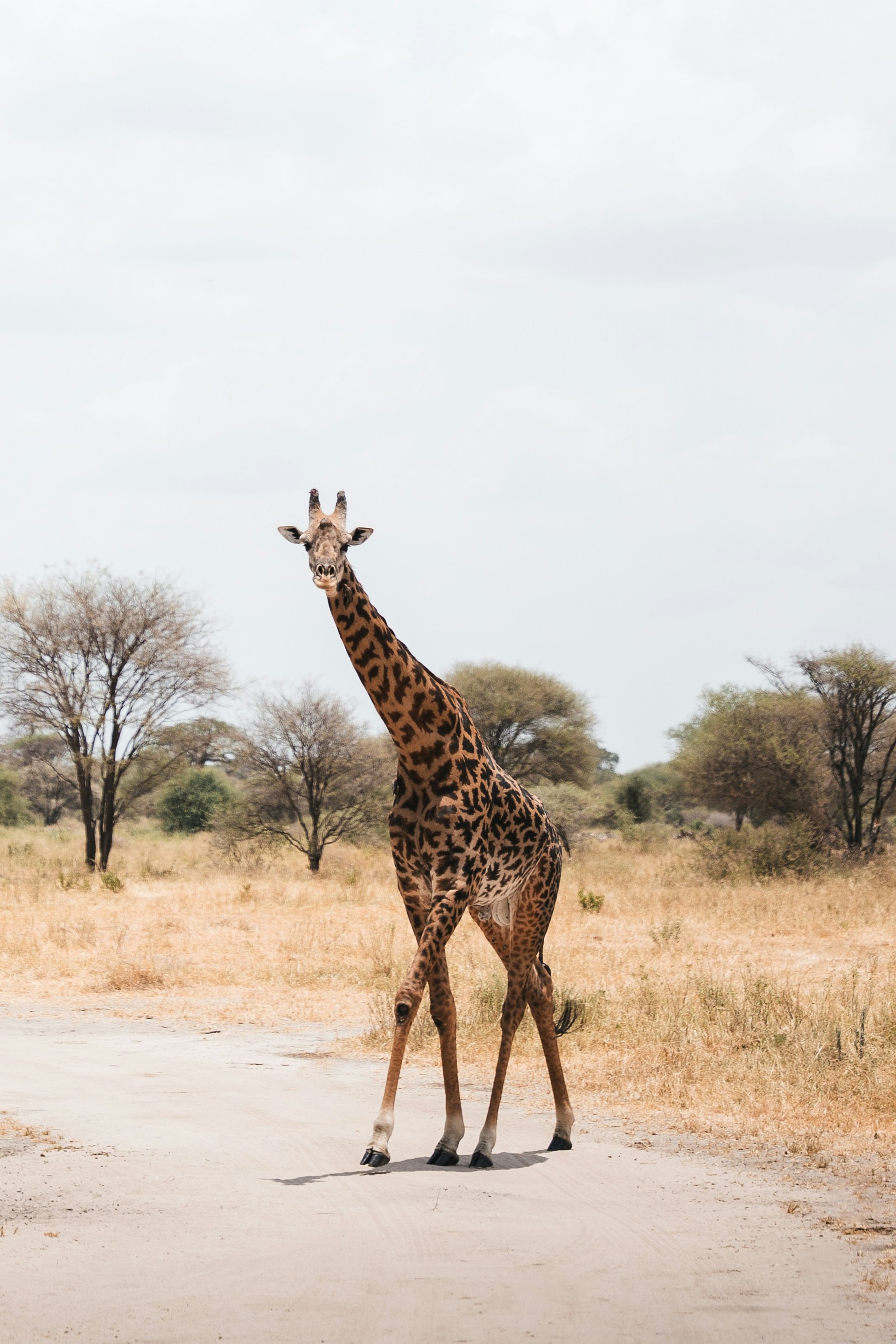 Tanzania trip cost in 2026: budget to luxury breakdown