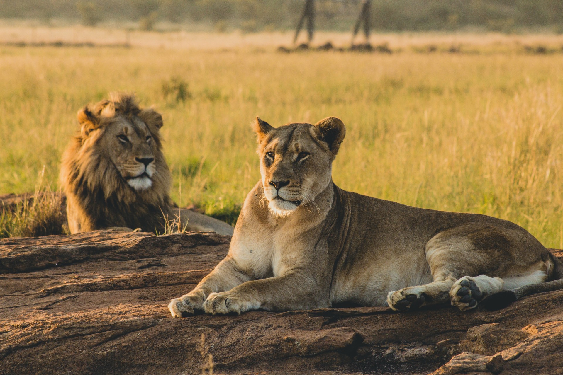 4-Day Tarangire, Serengeti & Ngorongoro Crater Safari