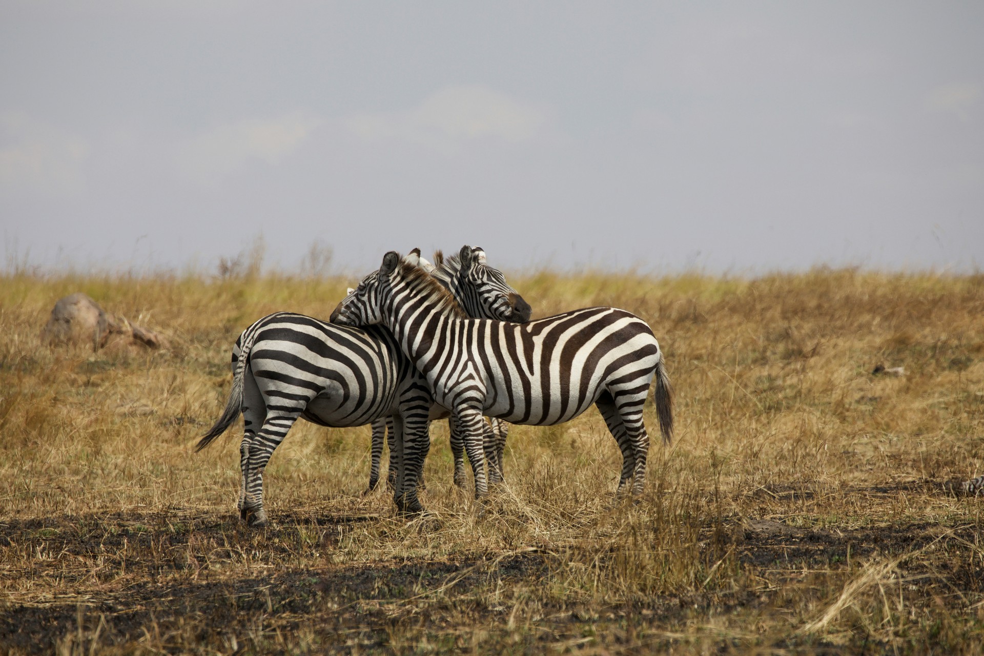 Ultimate Arusha National Park Safari 2026: Emerald Gem
