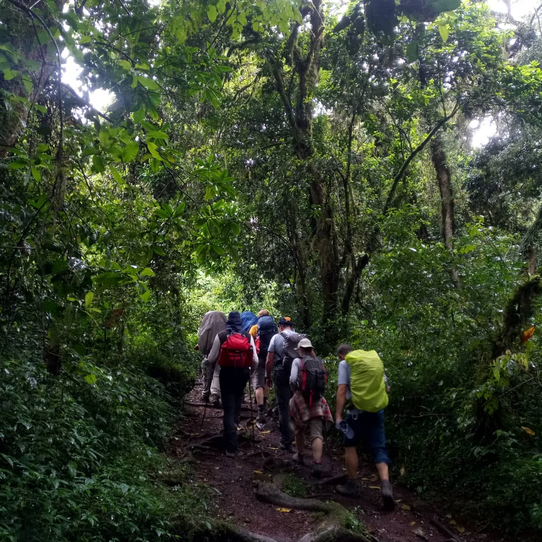 Rainforest Trail Hike
