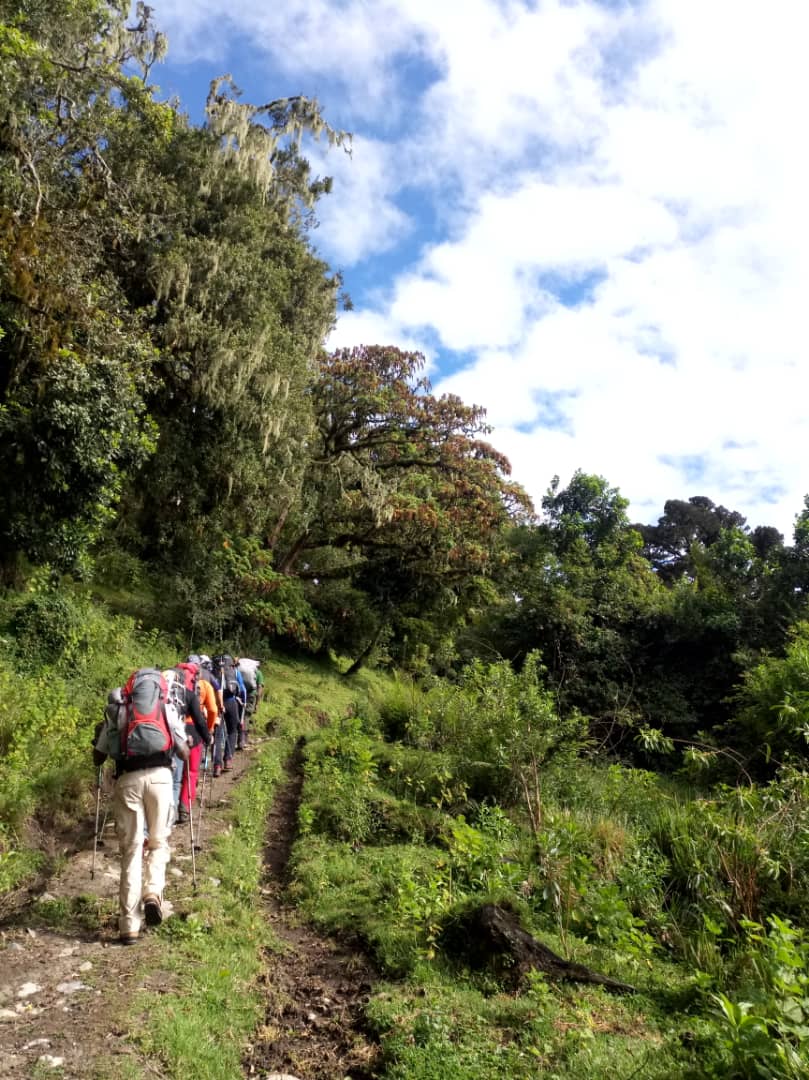 Forest Exploration