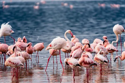 Ruaha National Park: Tanzania’s Safari for Landscape Lovers