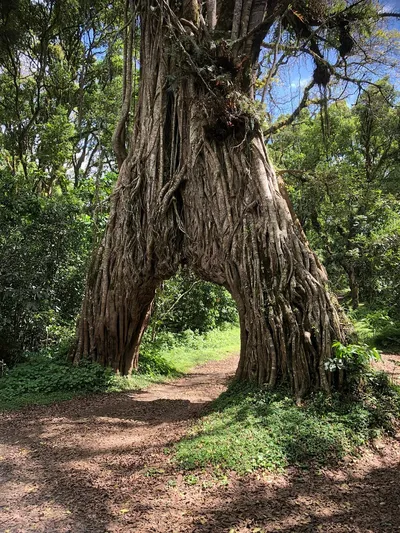 Massive strangler fig tree forming a natural archway over the forest trail on Mount Meru's lower slopes