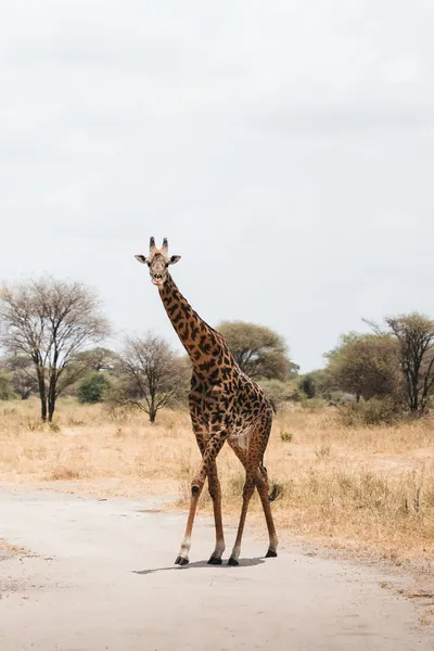 Tanzania trip cost in 2026: budget to luxury breakdown