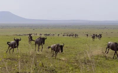 Serengeti Great Migration 2026: Best Times & Tips