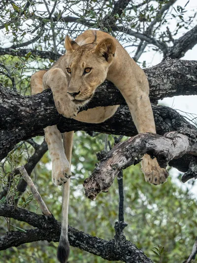 Best Budget Tanzania Safari Packages