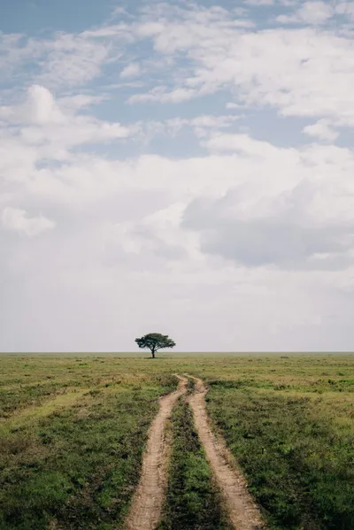 Tanzania Safari Budget vs Luxury Comparison Guide for 2026