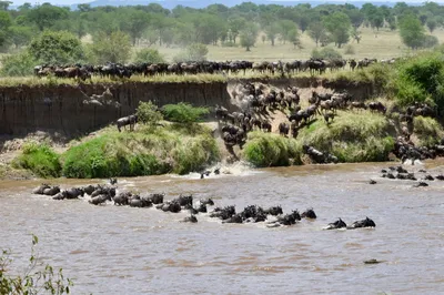 Tanzania's Wildebeest Calving Season: Complete Visitor Guide