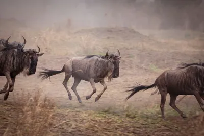 Best Time to Visit the Serengeti: Month-by-Month Planner