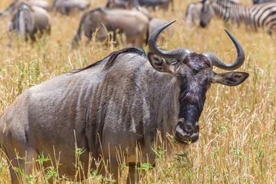 Serengeti National Park
