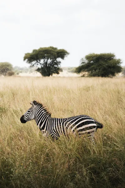 Tarangire National Park