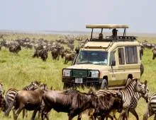 Great Migration in Tanzania: Complete Guide to Witnessing Africa’s Greatest Wildlife Spectacle