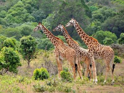African Safari Tours: How to Choose the Right Destination for You
