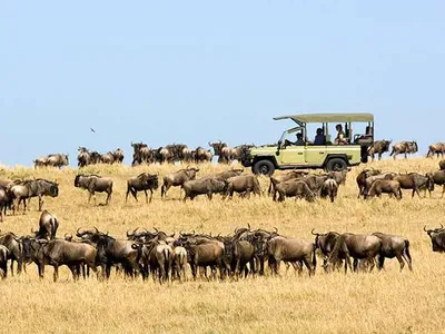 What Months Is the Wildebeest Great Migration Happening in the Serengeti?