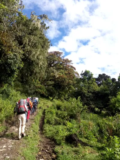 Forest Exploration