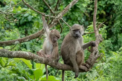 Arusha National Park